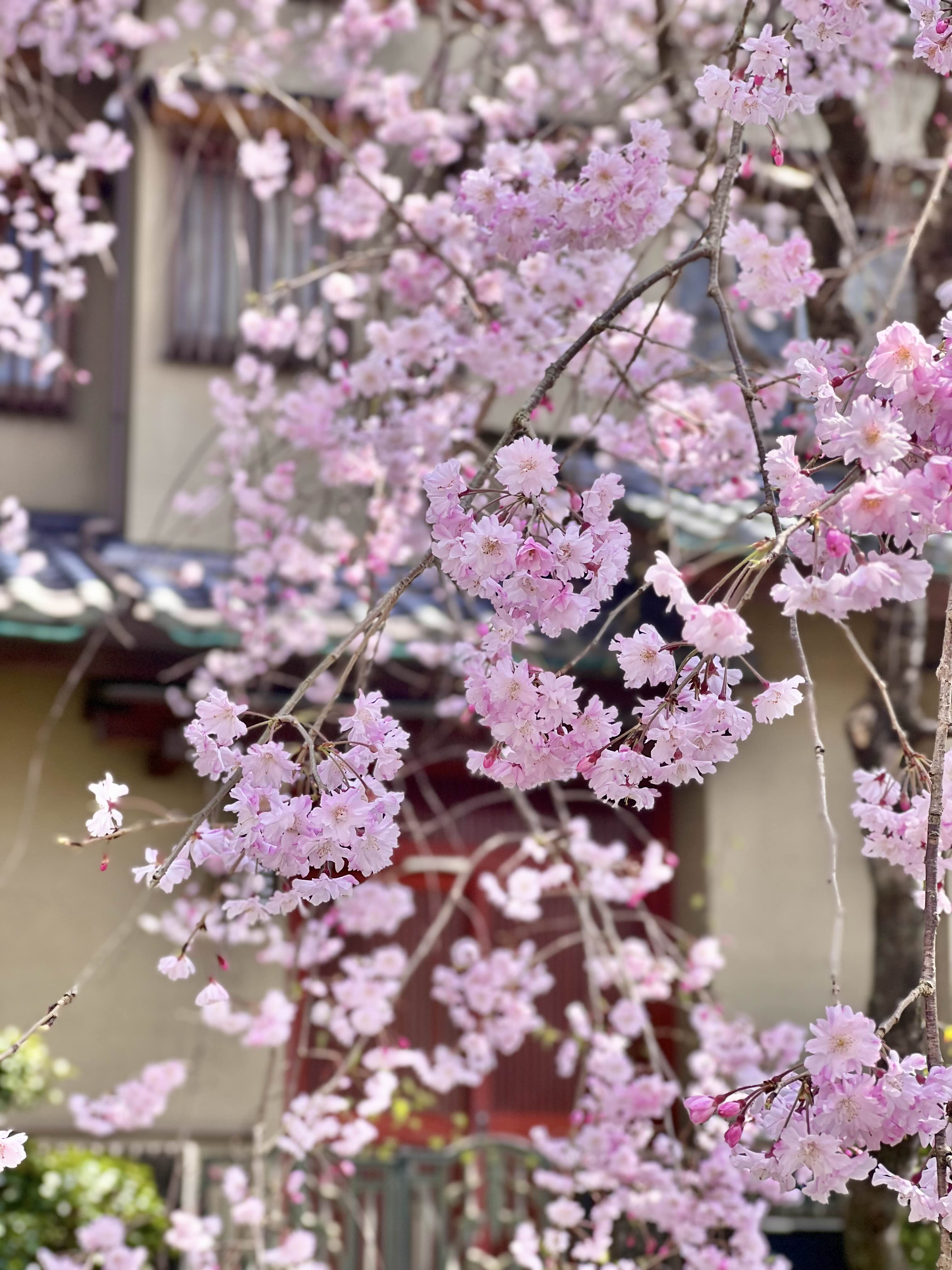 일본 벚꽃 명소 철학의 길에서 분홍색 실벚꽃