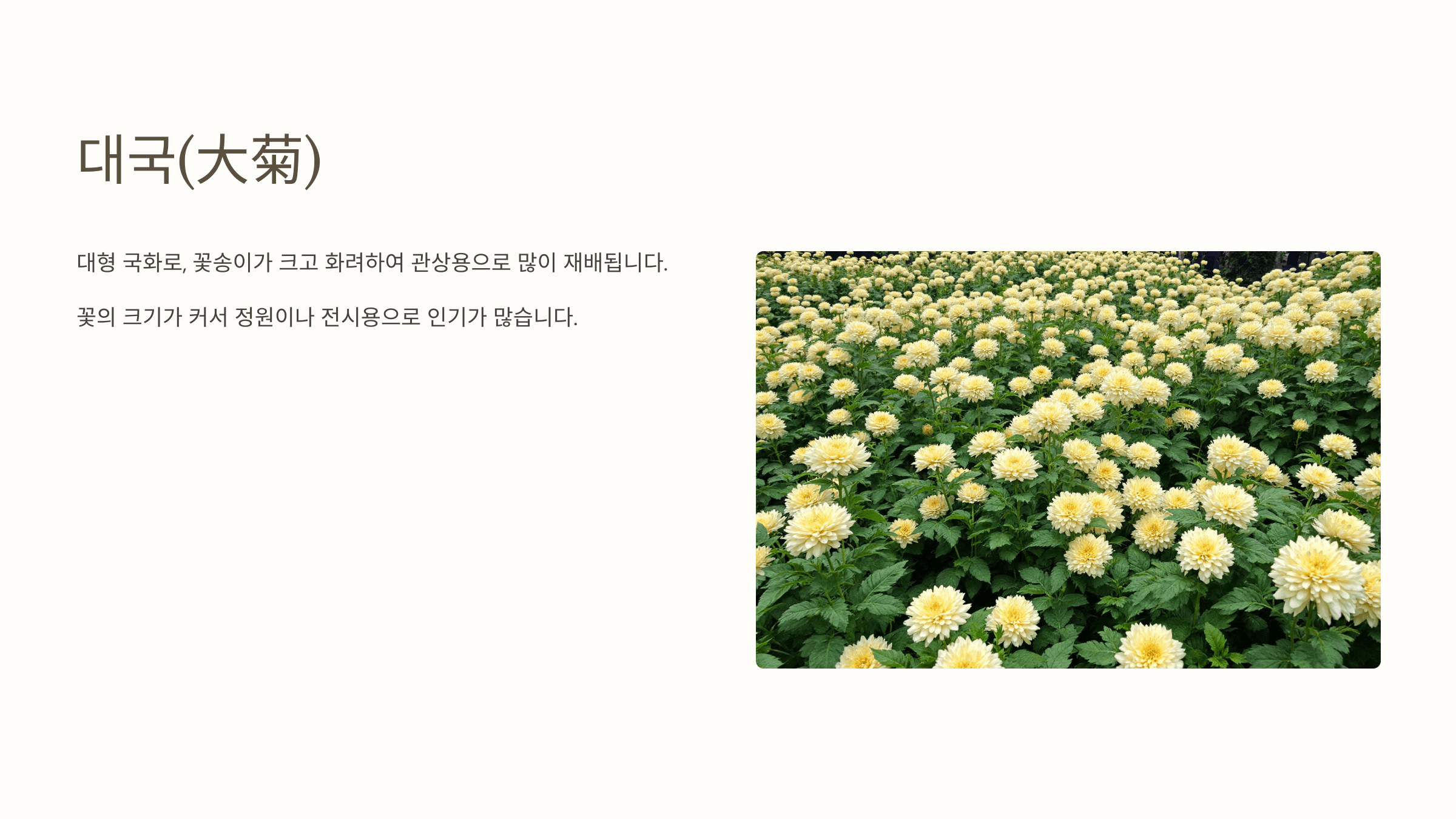 국화꽃과 관련된 사진입니다.