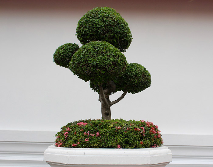 개업화분-종류와-가격-추천