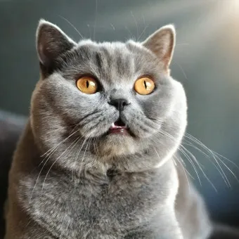 브리티쉬숏헤어 고양이 실버 유전병 분양 가격 성격_2