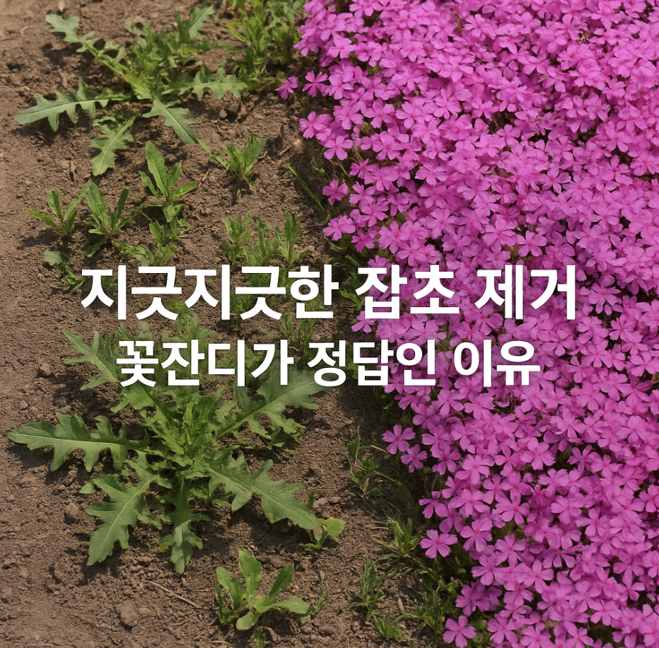 지긋지긋한 잡초 제거, 꽃잔디가 정답인 이유