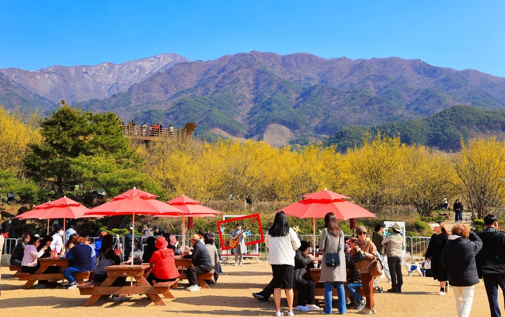 구례산수유축제 일정&amp;#44; 서울에서 당일치기 가능! 2025년