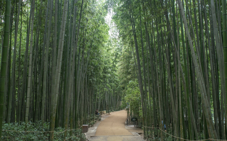 담양 죽녹원 이미지