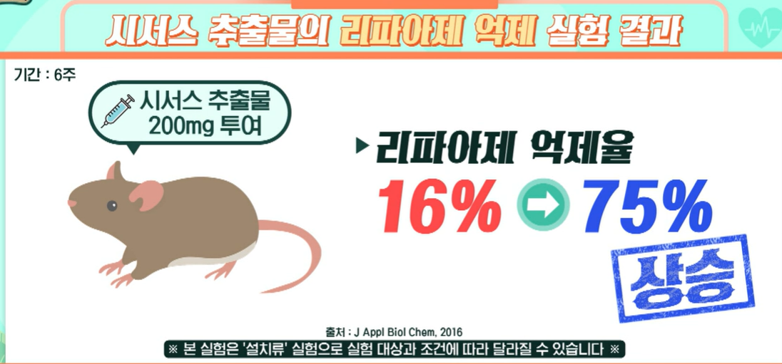 시서스 효능