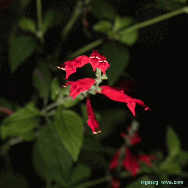 파인애플 세이지