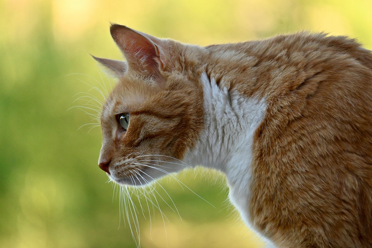 고양이 난소 낭종이란?