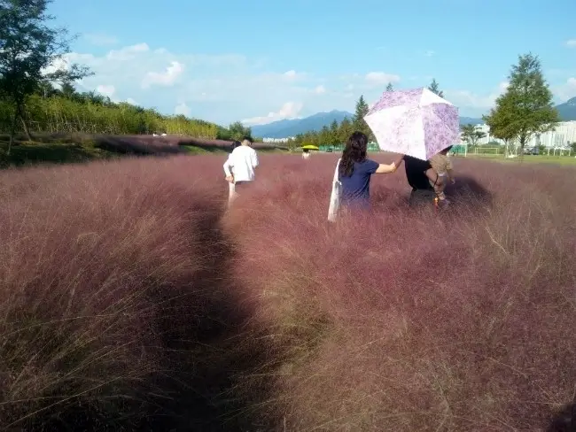 대저생태공원 핑크뮬리