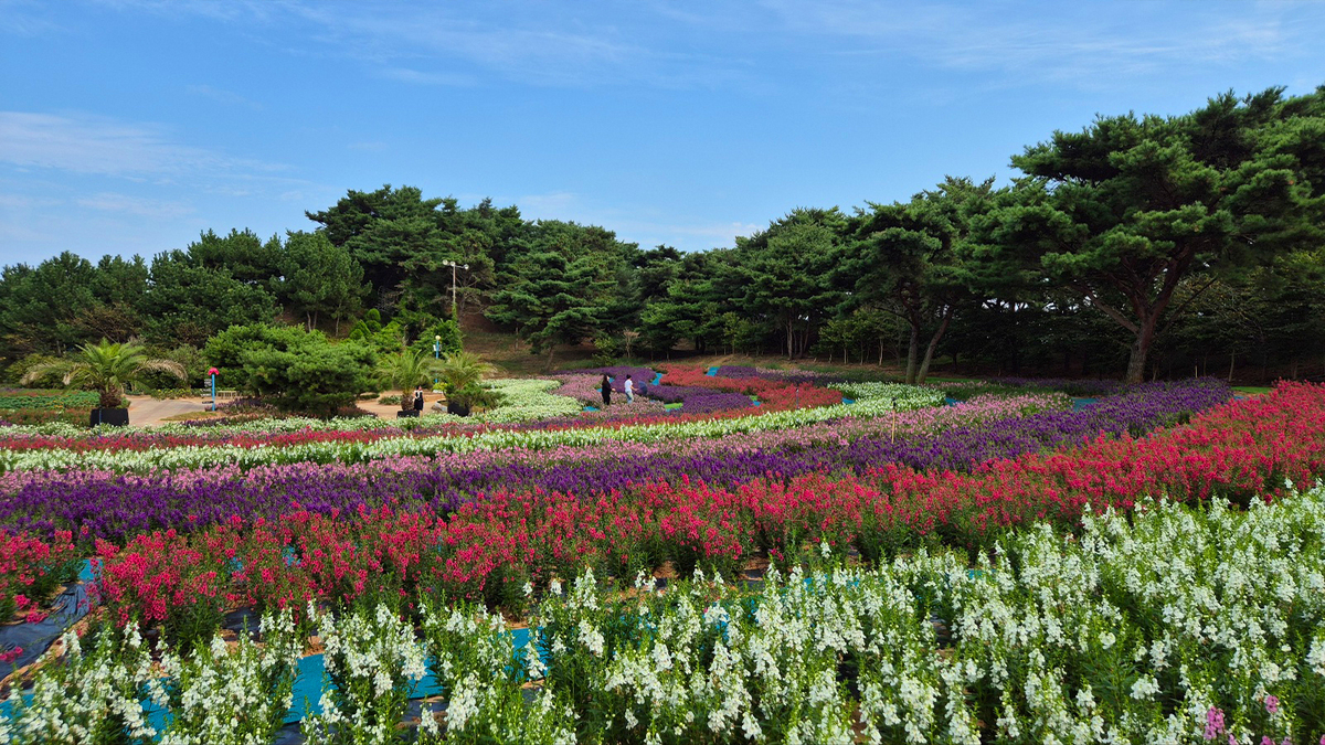 9월 18일 개화현황6