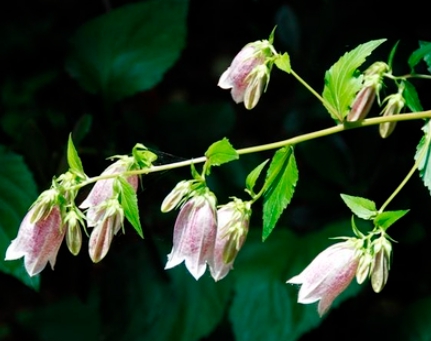 가을에 피는 꽃 금강초롱꽃