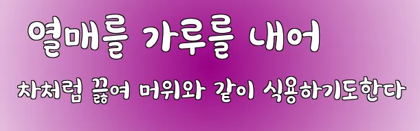  열매를 가루를 내어 차처럼 끓여 머위와 같이 식용하기도한다