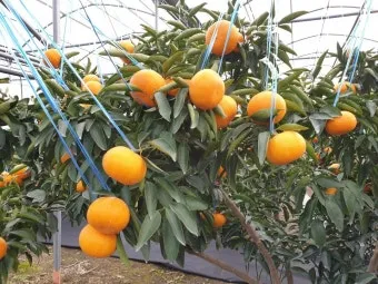 천혜향 재배 가지치기 봉지 씌우기 저장 요령_7