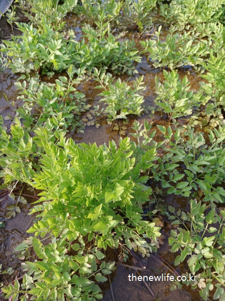 “Lush cluster of Korean water celery flourishing in a muddy wetland.”-“진흙 습지에서 무성하게 자란 한국의 물미나리 — 자연의 생명력 가득한 장면”