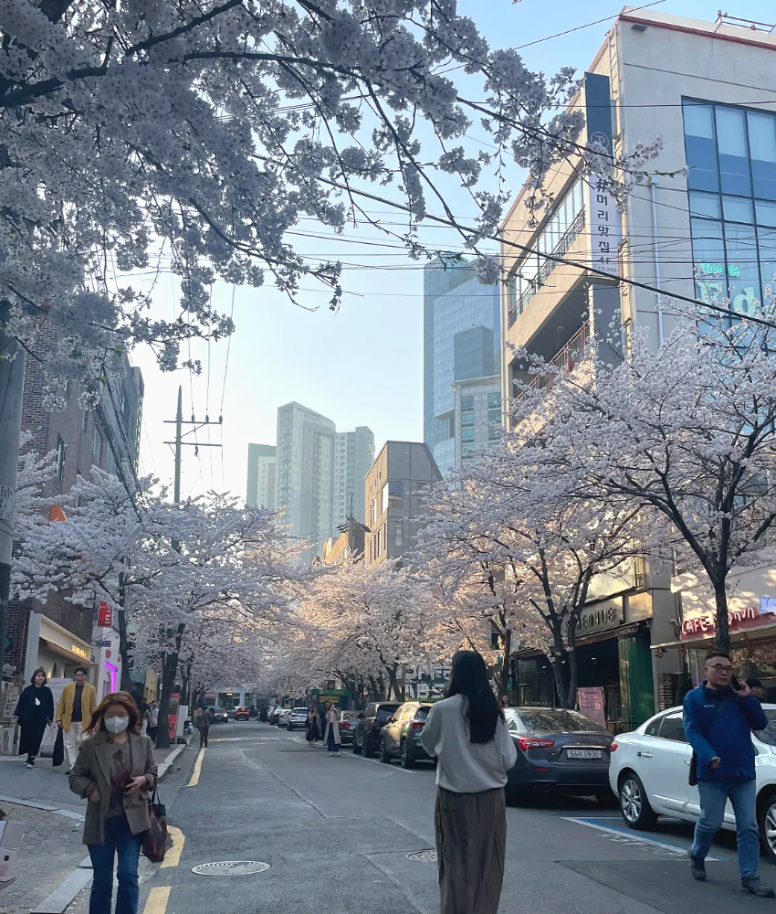 합정동 숨겨진 벚꽃 명소1-1