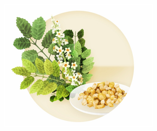 보스웰리아-부작용