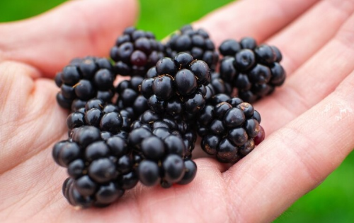 백내장에 좋은 음식