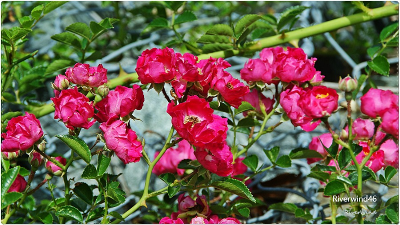 붉은 찔레꽃 Rosa multiflora