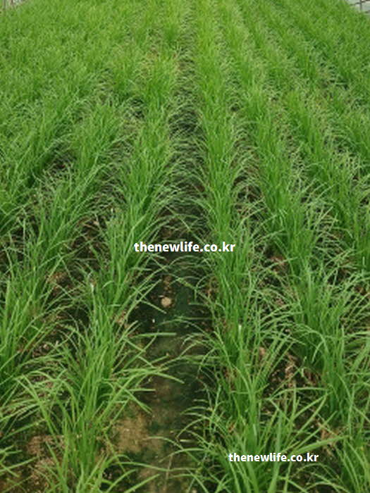 부추 효능 감기 예방 비타민 C