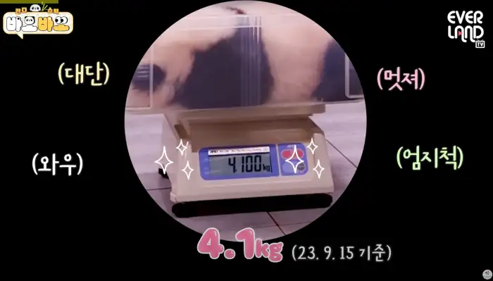 아기바이오-판다