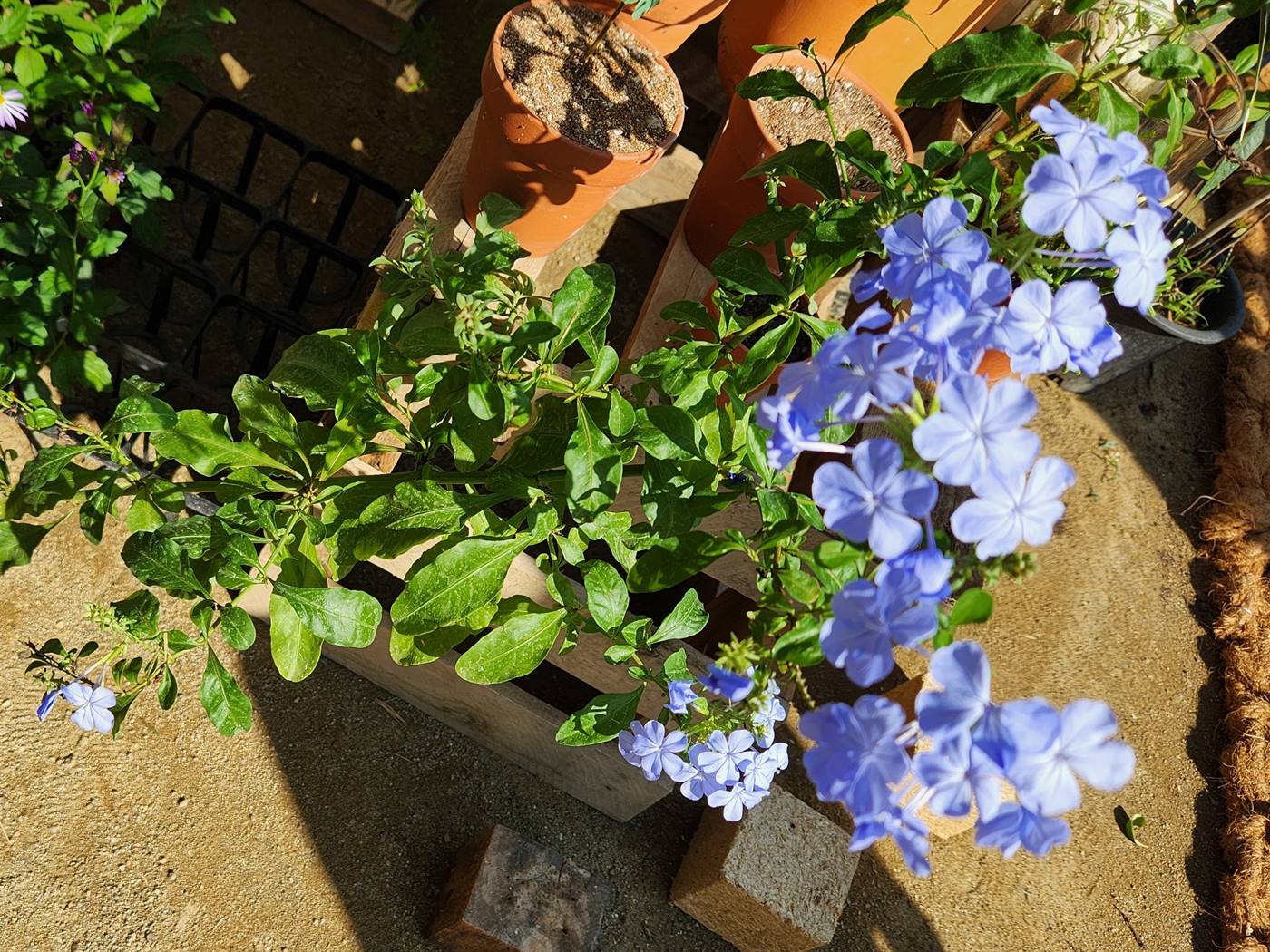 플럼바고 Plumbago