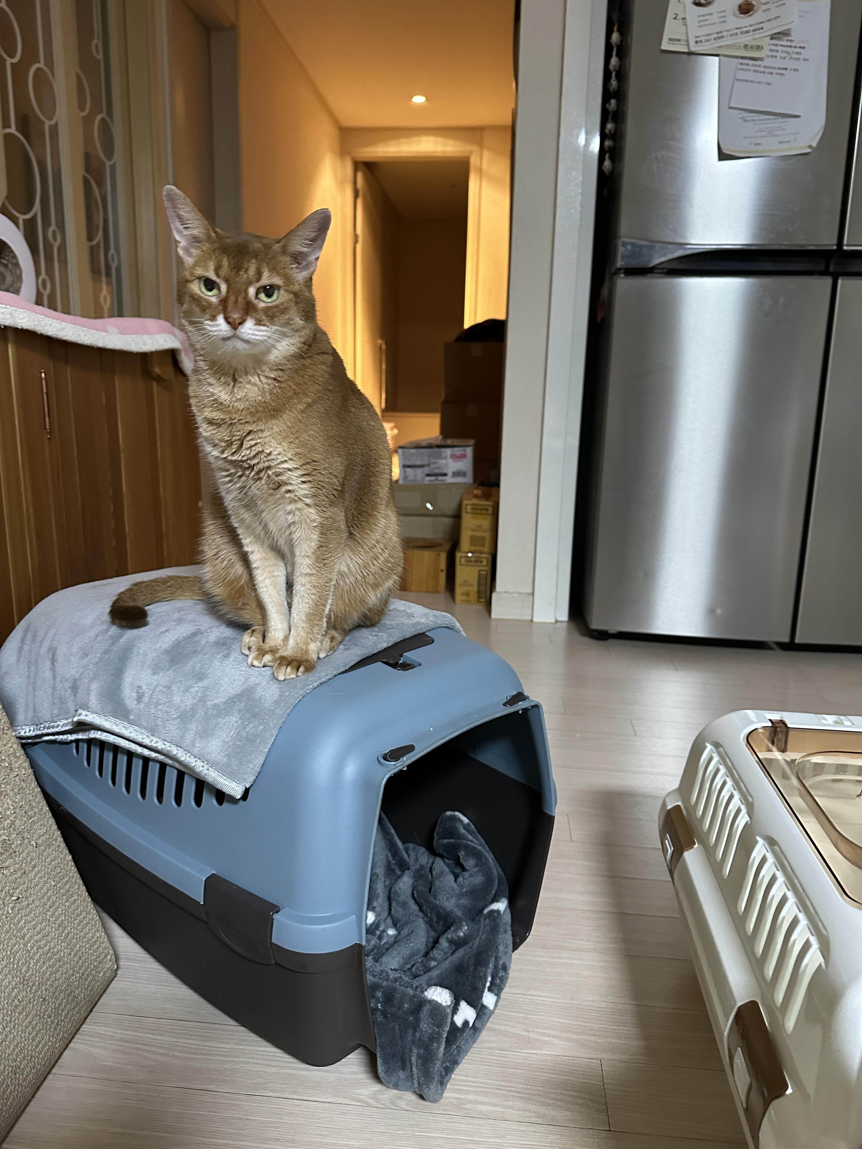 이동장_위에서_엄마랑_아이컨택중인_아비시니안_루나