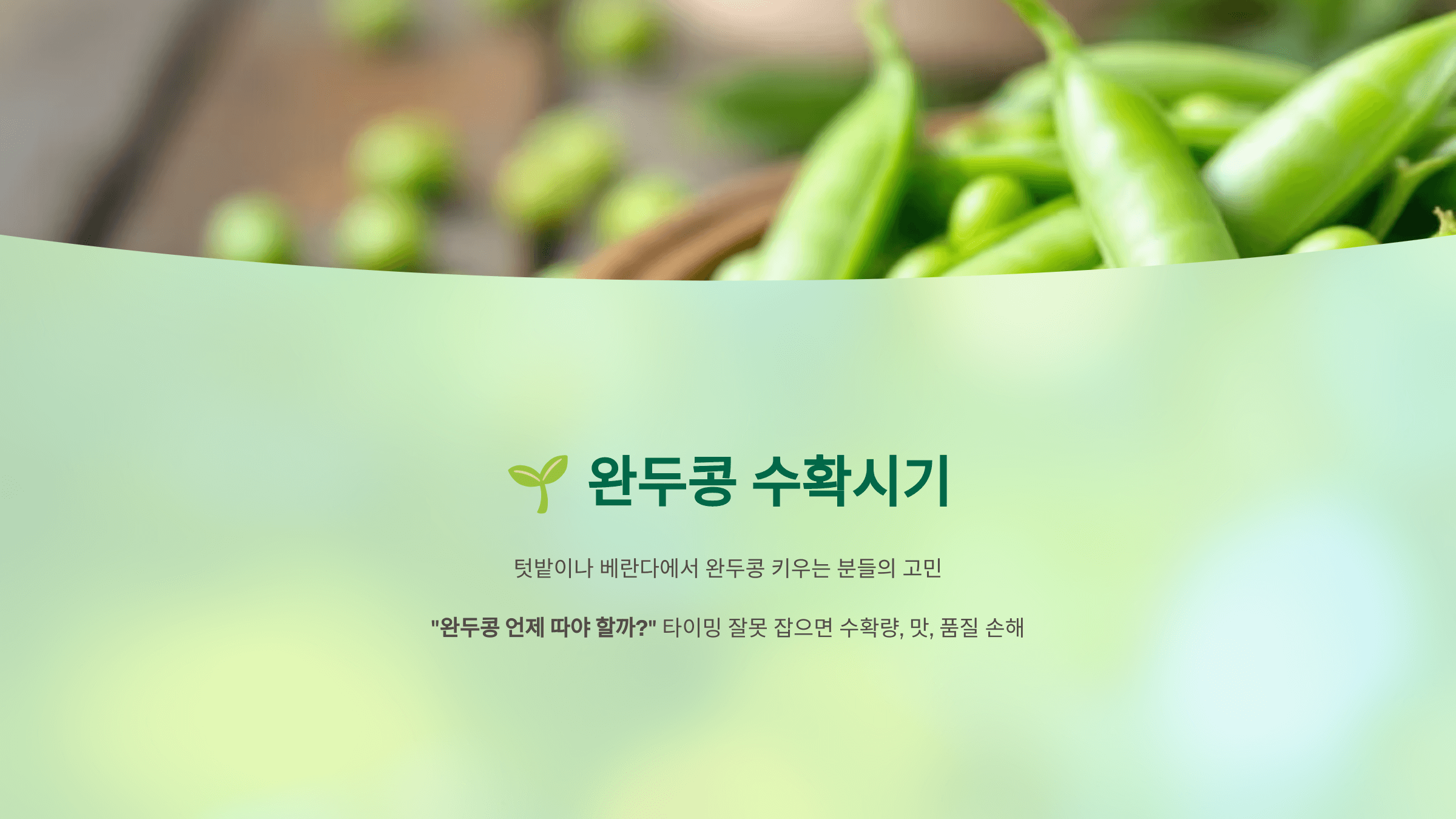 완두콩 사진입니다.