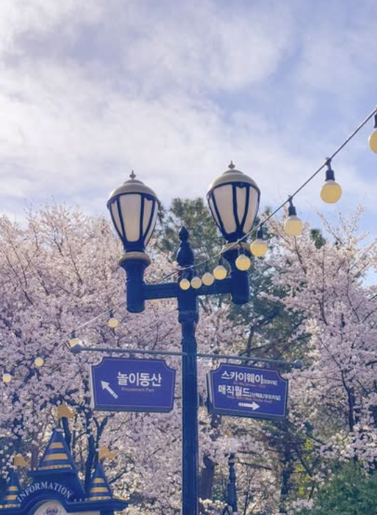 대구 이월드 벚꽃 축제