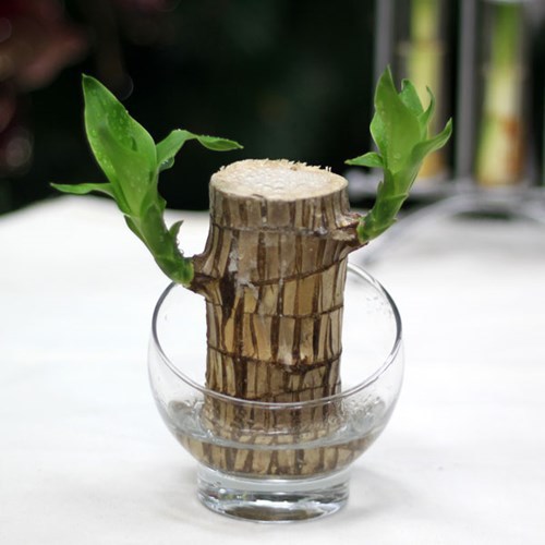 수경재배로 키우는 행운목 여러 개