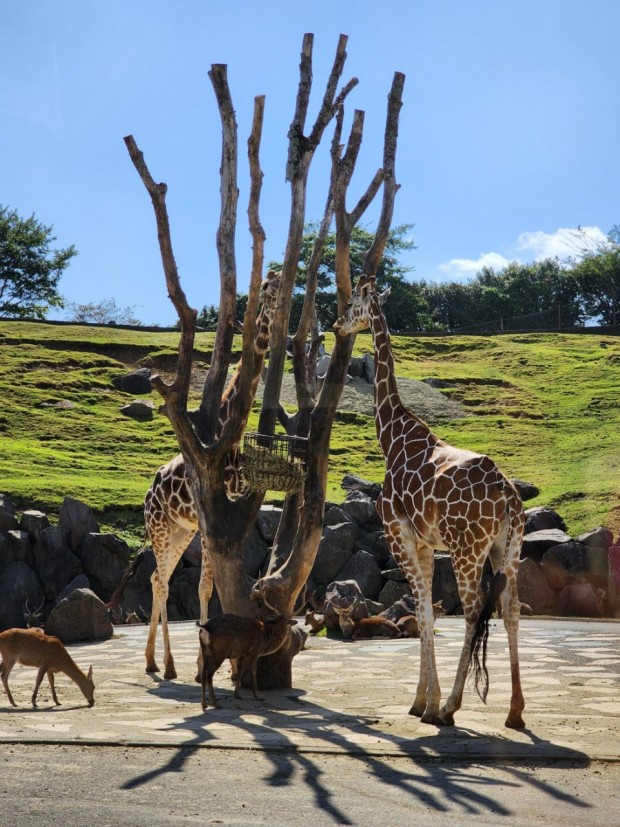일본 후쿠오카 자유여행 TOP 9 : 벳푸 여행&amp;#44; 아이와 가볼만한 곳