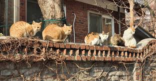 주택가 고양이의 시간대별 반복 행동 패턴 분석 기록 (2주 관찰)