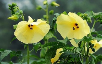 금화규 효능 및 꽃차 만들기 및 부작용