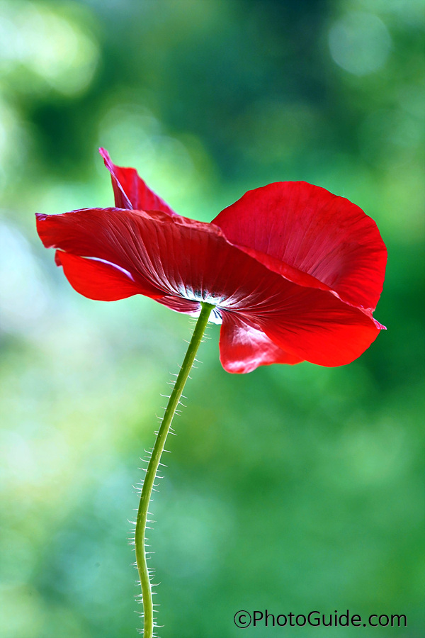 양귀비포토-양귀비꽃사진-PhotoGuide.com-포토가이드