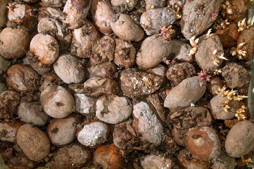Food waste
