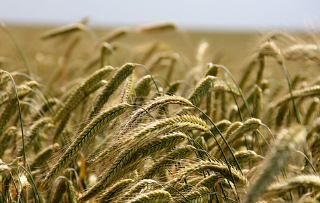 카뮤트 효소와 효능