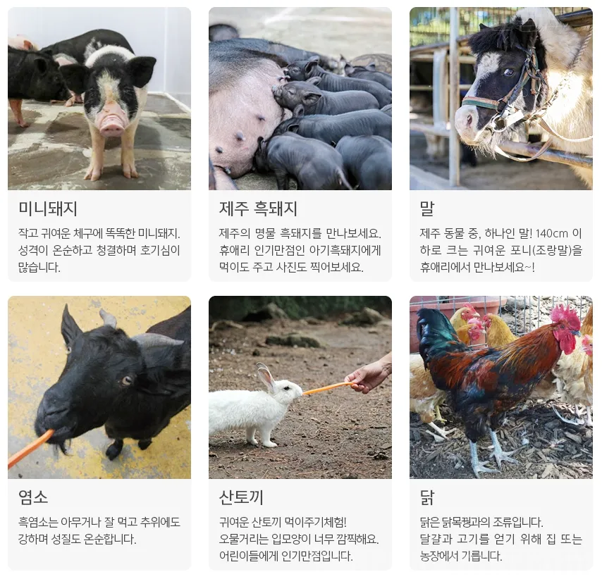휴애리-동물먹이주기체험