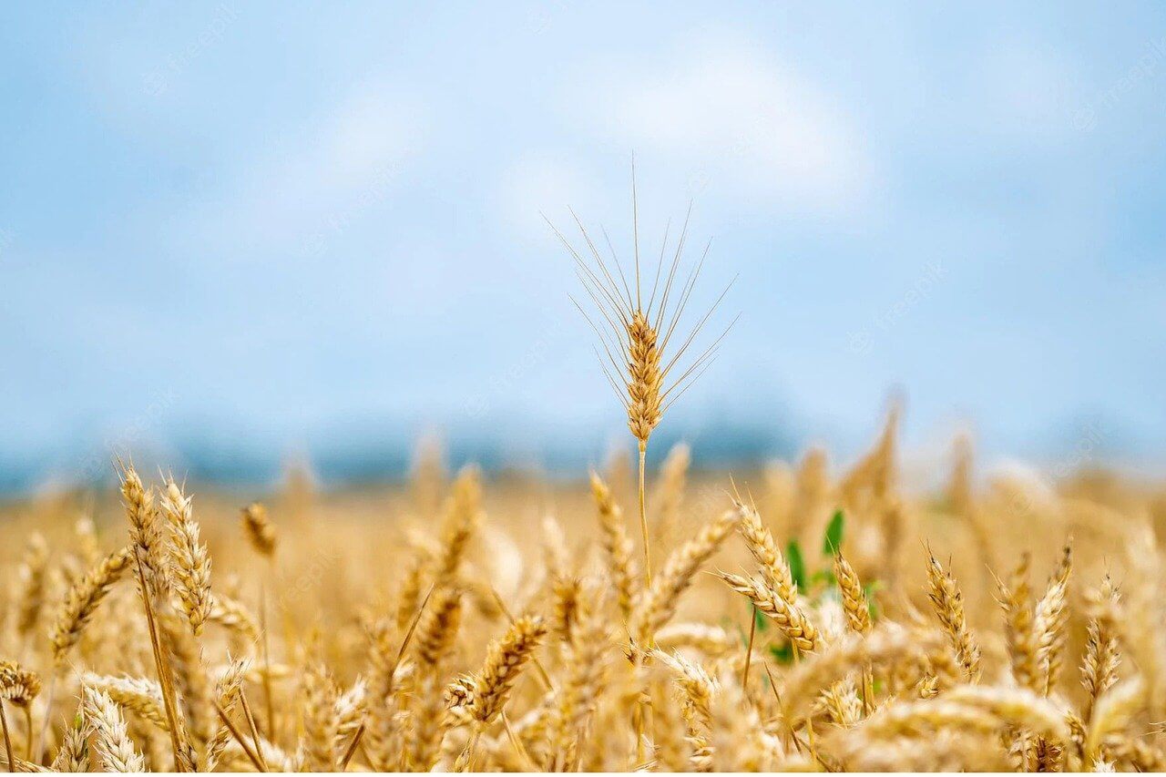 귀농인과 귀촌인의 차이점과 지원제도 적용 기준