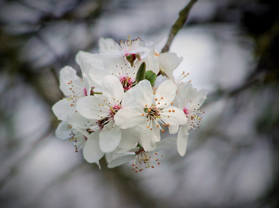 한 송이에 집중해서 찍기5