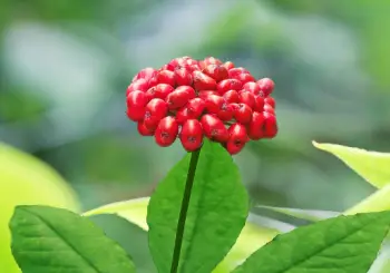 홍삼 효능 및 영양성분&amp;#44; 주의점