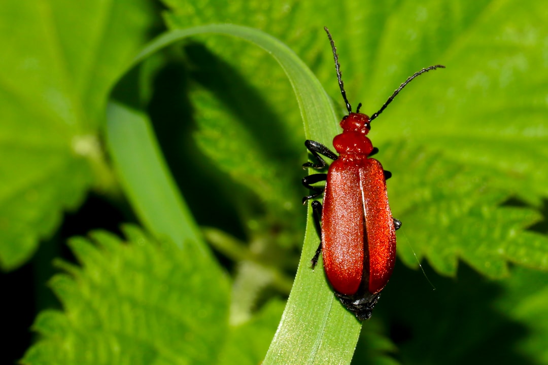 Firefly