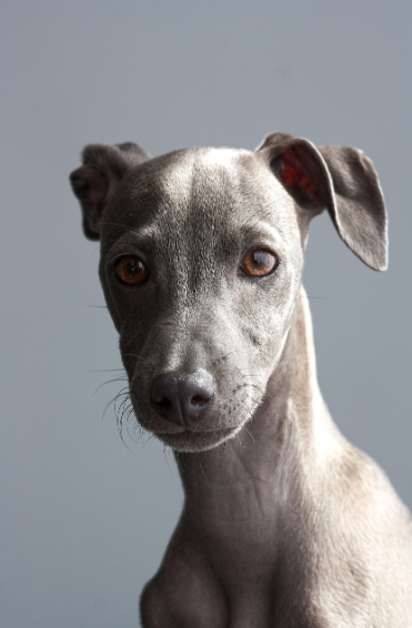 세계에서 가장 희귀한 견종들 &ndash; 쉽게 볼 수 없는 희귀견종과 그들의 특징 소개