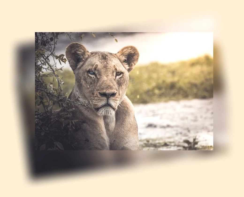 고양이 심장사상충 예방_2_subsection