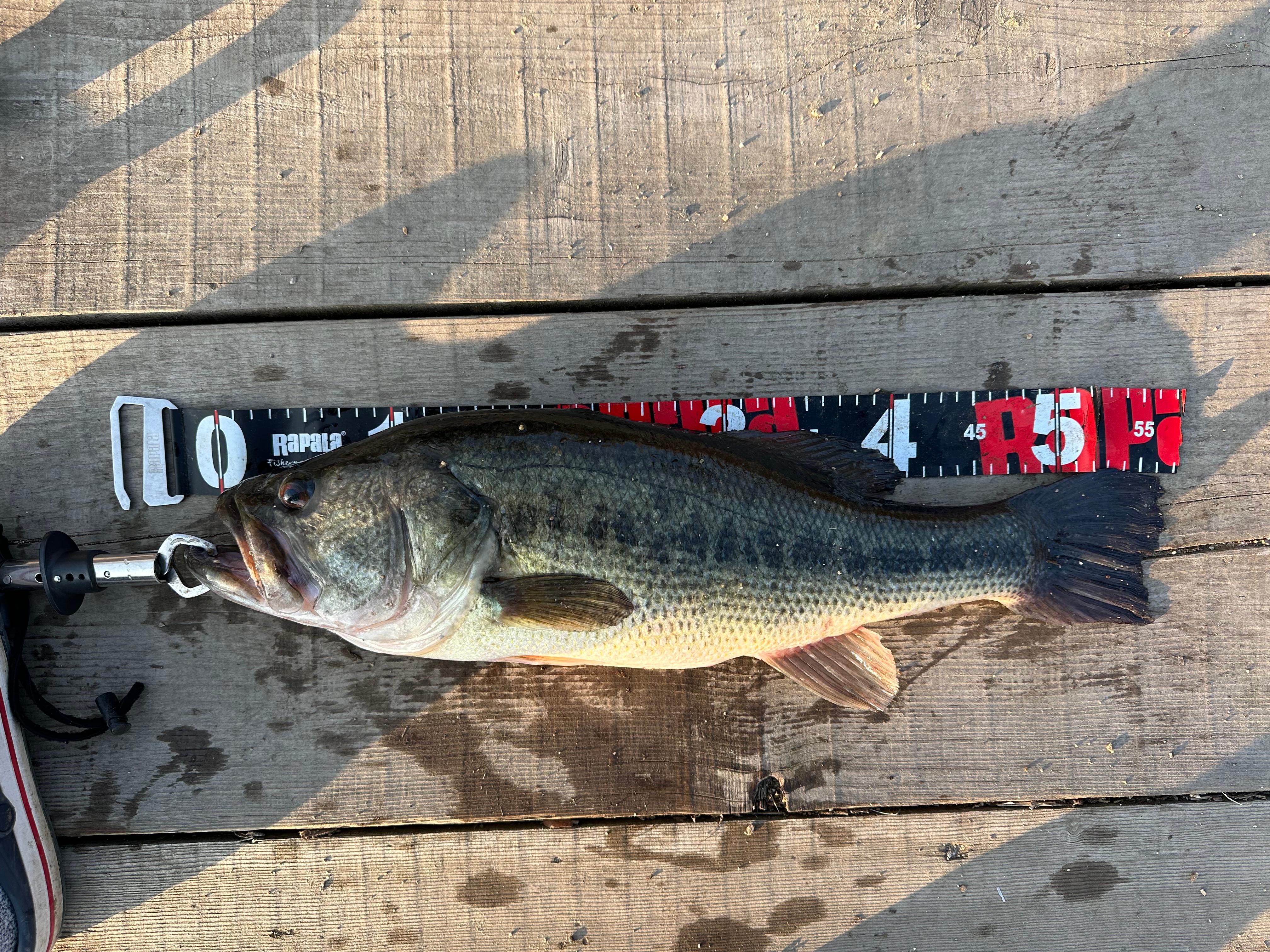 배스 런커 사진