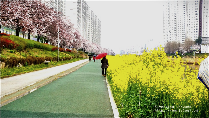 온천천 벚꽃길