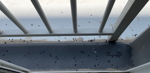 러브버그 퇴치방법