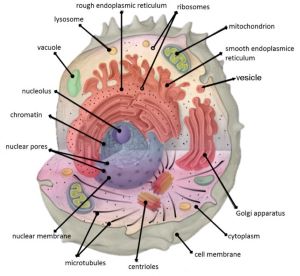 세포 생리학 이미지