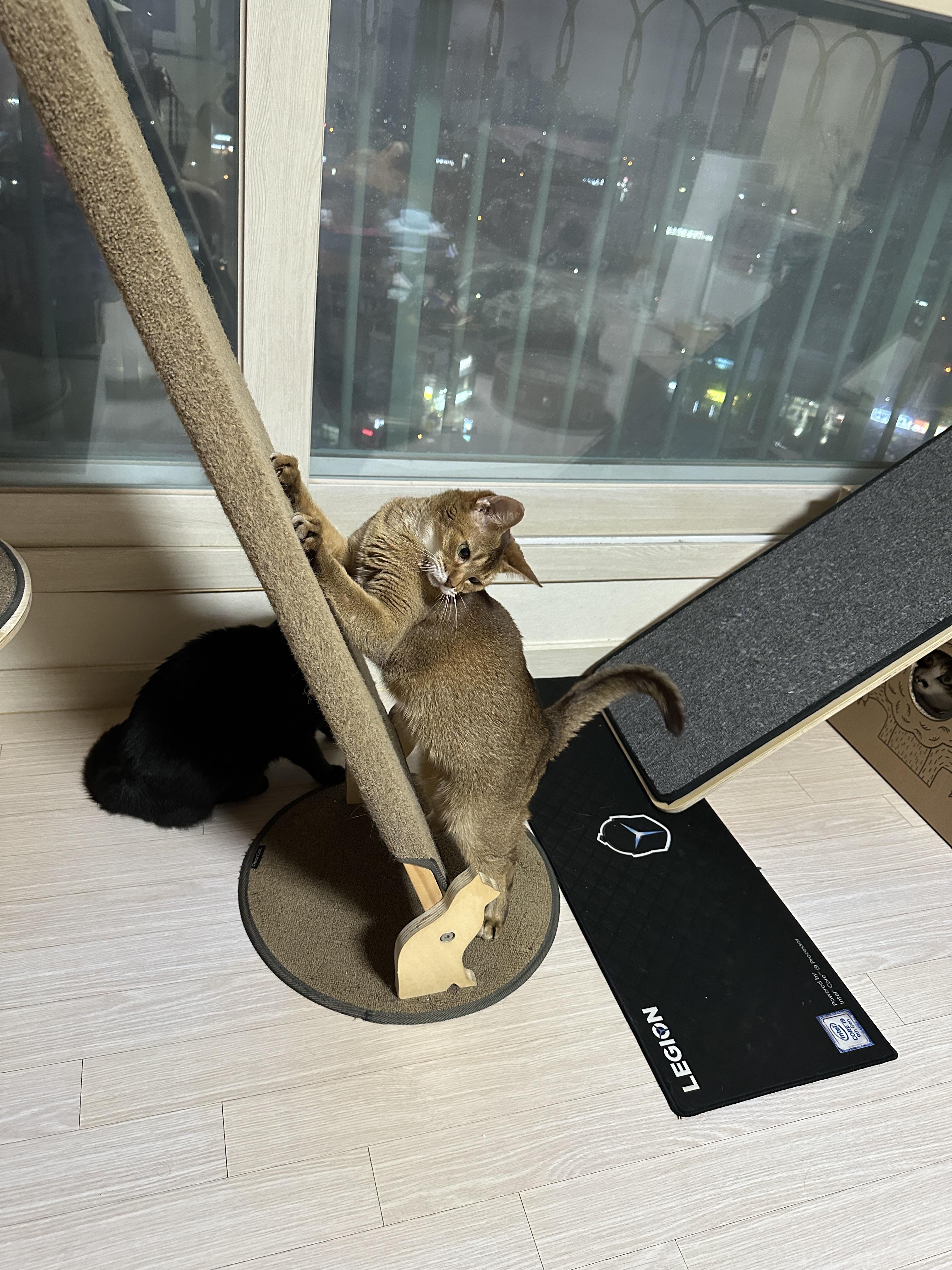 사냥놀이에_기분_좋아진_루디가_슬라이드를_붙잡고_서_있다