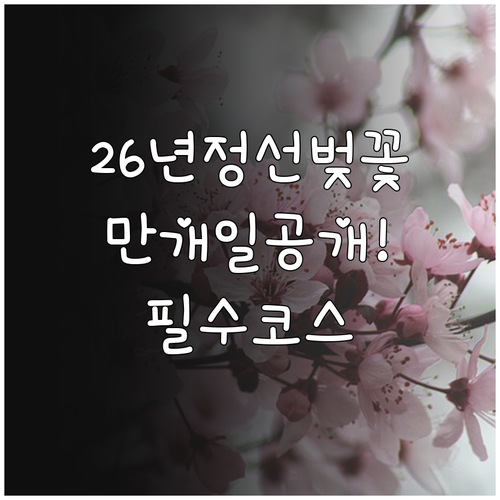 2026 정선 벚꽃 만개일 예측 및 ..