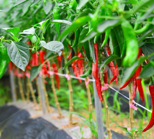 5월에 심는 밭작물