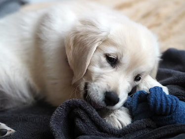 개가 머리를 붕붕 흔들며 노는 이유.