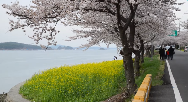 봄꽃 여행지