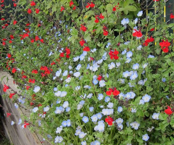 열정과 에너지의 꽃 샐비어 로얄 밤블